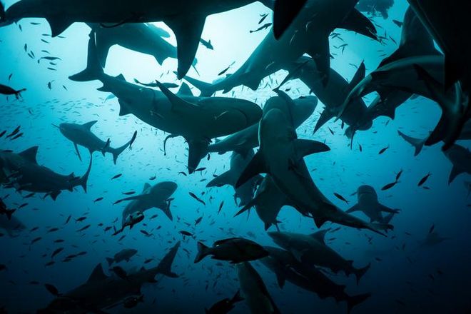 swarm of bull sharks as seen from below