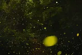 greenish-yellow blurs of color represent a swarm of fireflies 