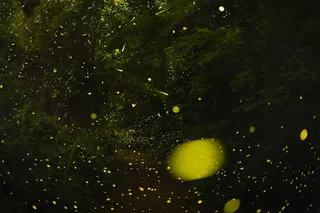 greenish-yellow blurs of color represent a swarm of fireflies 