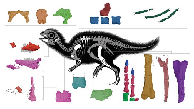 Skeletal anatomy of a juvenile Doolysaurus. 