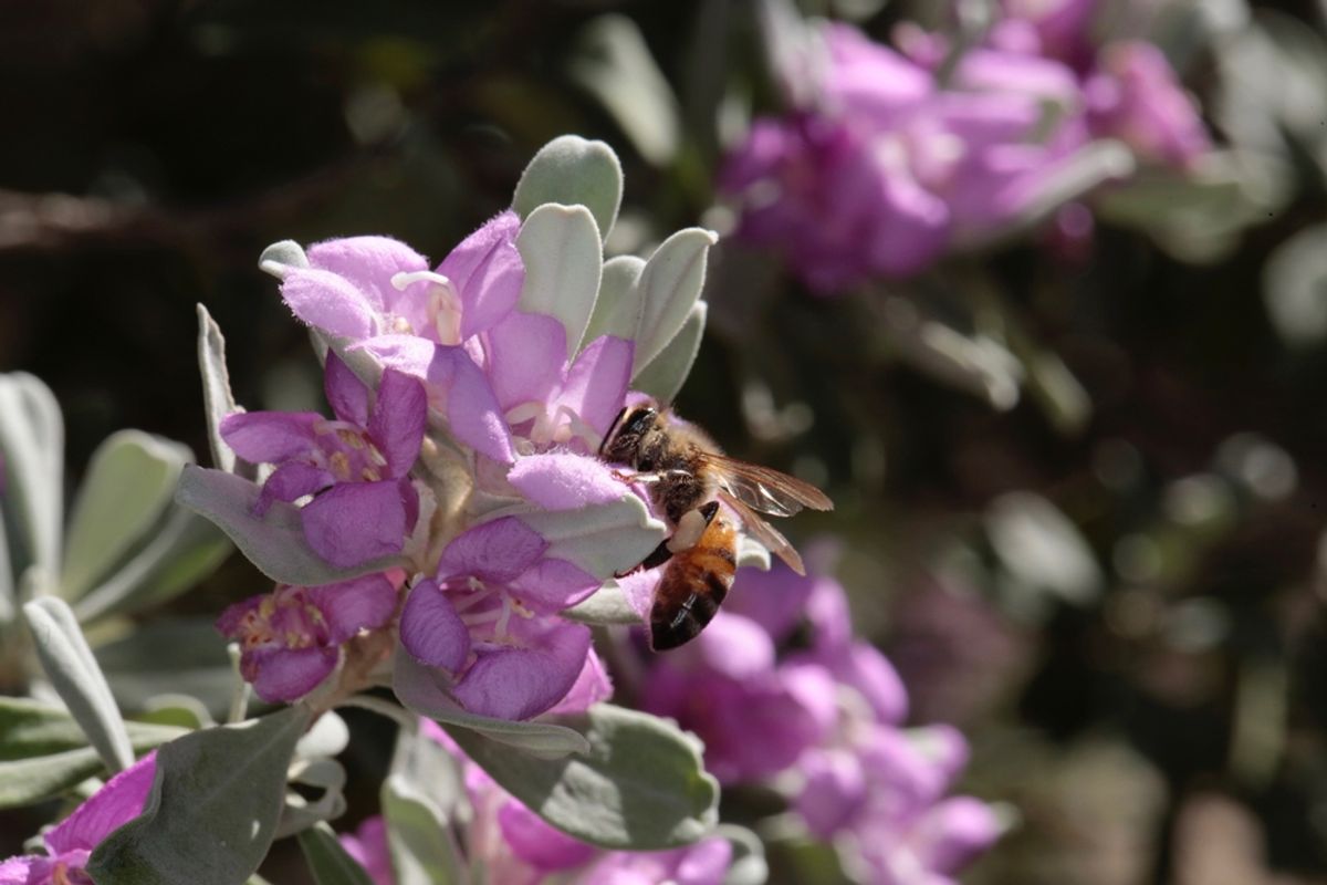 This Newly Discovered Texas Bee Appears to Live on Just One Plant