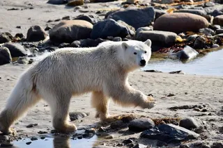 Polar bear walking along Arctic shoreline in Hudson Bay, a key hunting area where ringed seals face increased predation risk due to climate change.