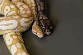 Two pythons in the lab 