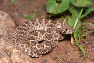 a baby rattlesnake coiled up by foliage