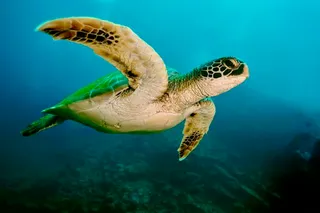 A green turtle swimming in the ocean