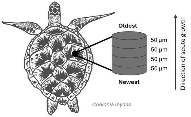 a black and white infographic displaying the shell growth on a sea turtle