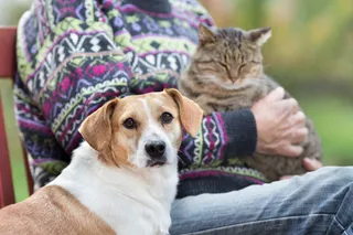 Person sitting with a cat on their lap and their dog next to them.