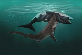 Painting of an ancient shark feasting on an upside-down dead whale. 