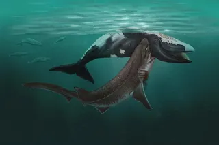 Painting of an ancient shark feasting on an upside-down dead whale.