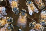 Honey Bees' Waggle Dance &mdash; Wiggling and Looping Motions &mdash; Changes With the Crowd