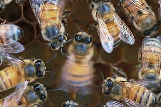a honey bee shaking its abdomen in a waggle dance surrounded by other bees 