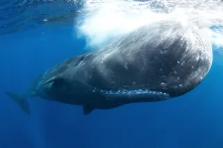 Sperm whale swimming in the ocean, or could be head-butting
