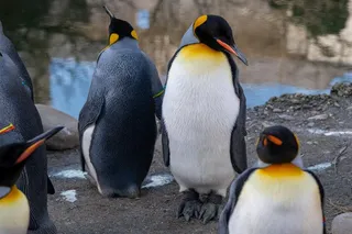king penguins in a zoon enclosure 