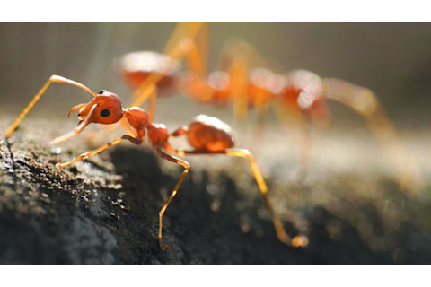 two red ants against black background, also referred to as fire ants