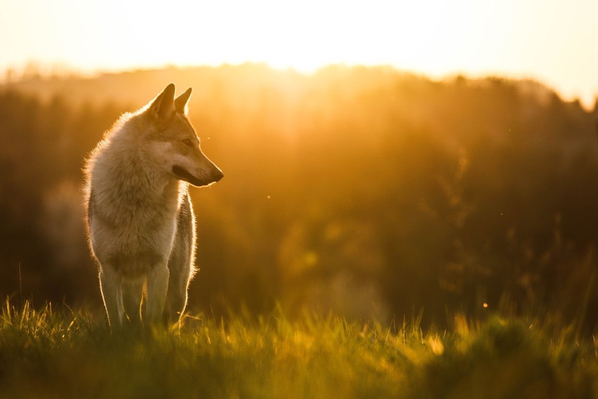 Ancient DNA Reveals Europe’s First Dogs Came From Eastern Wolves — Not Local Ones
