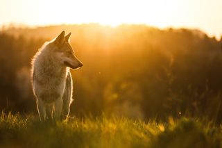 a wolfish dog standing in the sunset