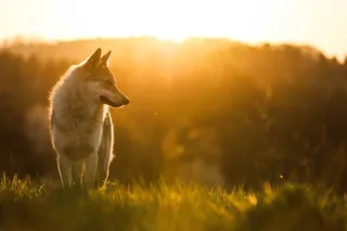 a wolfish dog standing in the sunset