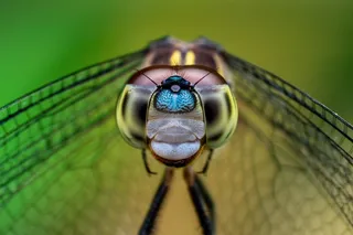 Dragonfly, up close