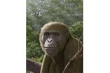 18-Million-Year-Old Ape Fossil From Egypt Suggests Modern Apes Originated Outside East Africa