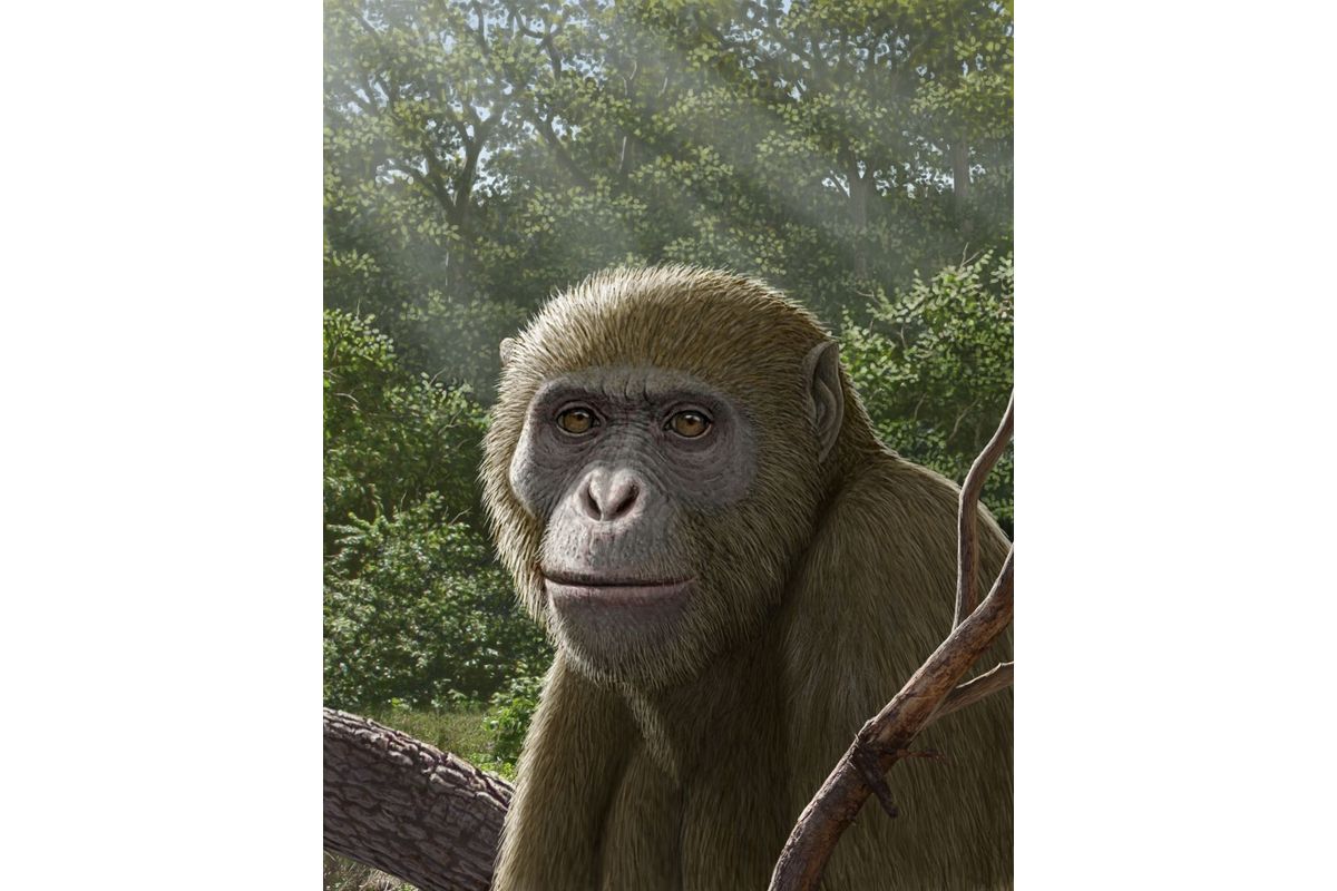Apes エイプス 1st Single Imagery Flight Oldest Fossils Reveal When Apes & Monkeys First Diverged | Live