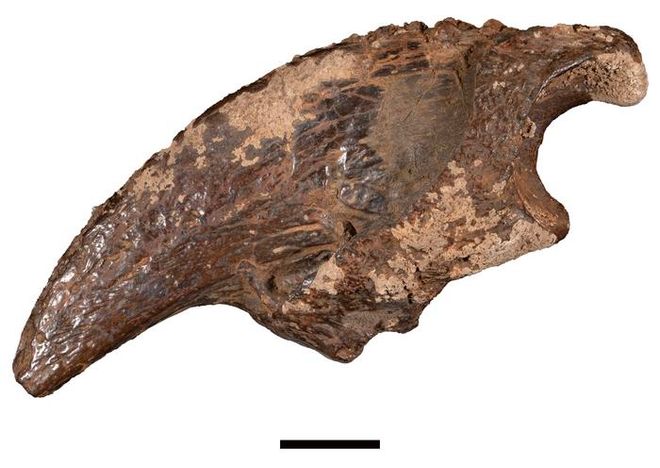 Giant Sloth Claw Fossil Giant Sloth Claw Fossil
