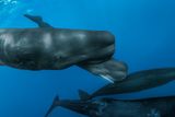 A Sperm Whale Is Born &mdash; Rare Footage Reveals Social Care During the "Most Vulnerable Moments of Life"