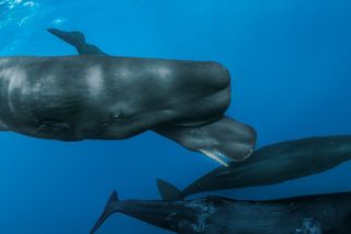 a group of sperm whales underwater