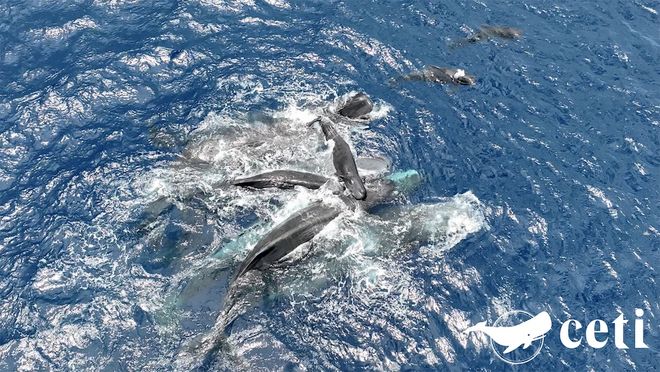 Female sperm whales hold the newborn sperm whale calf above water until it is able to swim on its own. Female sperm whales hold the newborn sperm whale calf above water until it is able to swim on its own.