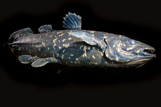 black and gray Coelacanth 