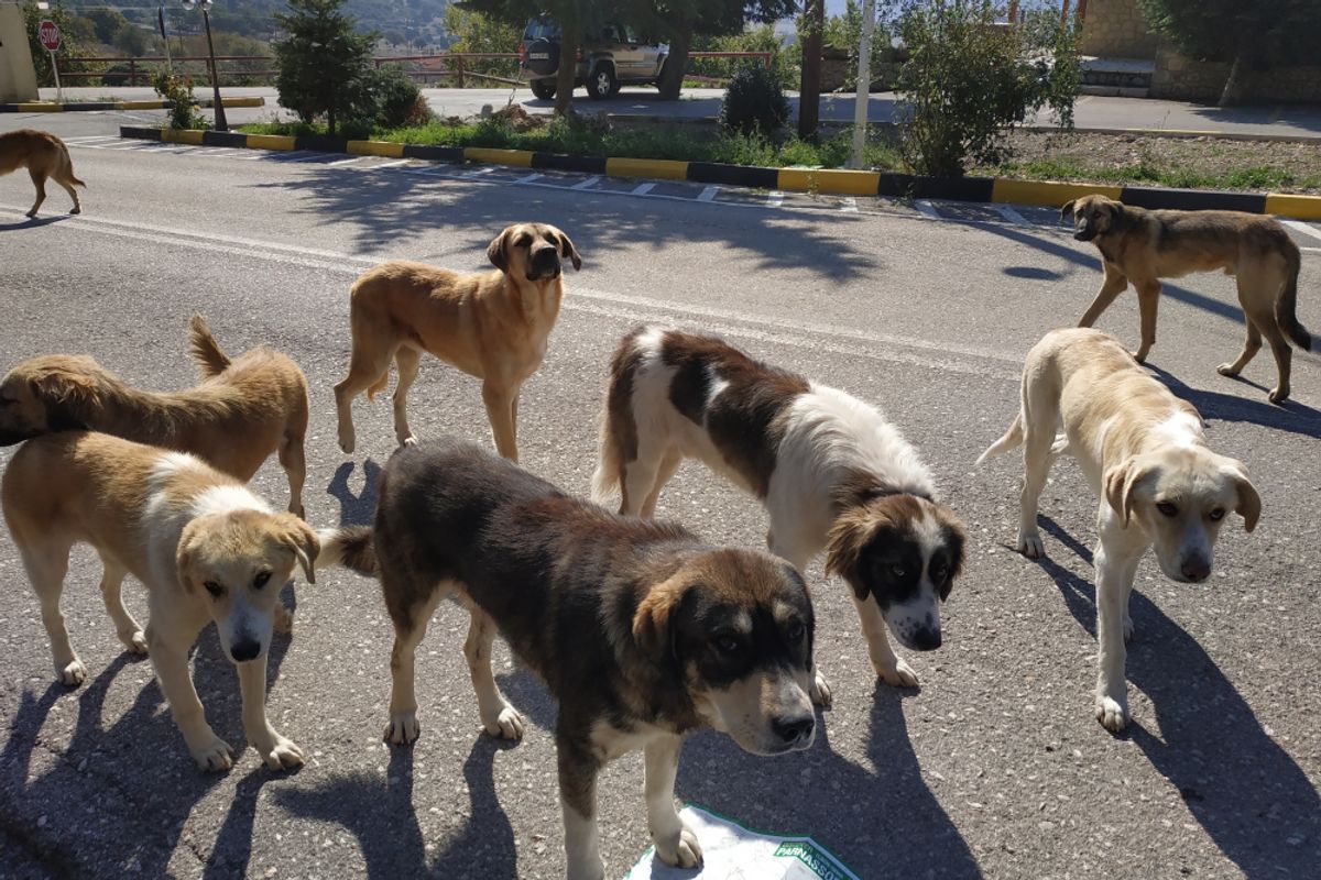 Dogs Have an Incredible Ability to Find Their Way Home — but the Recent Seven Lost Dog Story Was a Bit Exaggerated