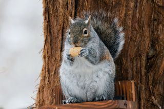 A gray squirrel on a perch eating a nut 