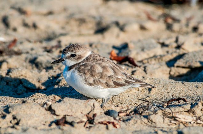 snowy plover snowy plover