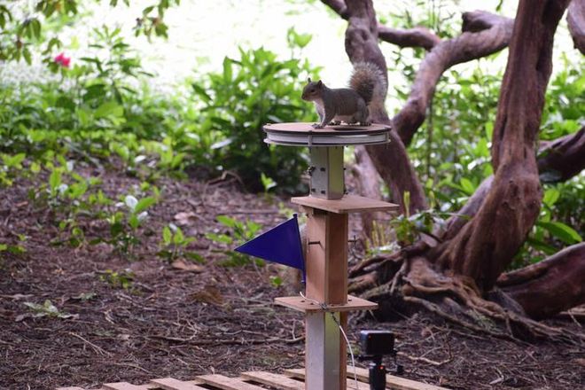 squirrel  on top of a feeder