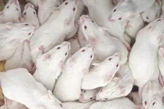 Cloning lab mice