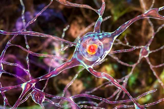 Neurons that those with Huntington's disease may have