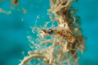 pygmy squid on aquatic plant