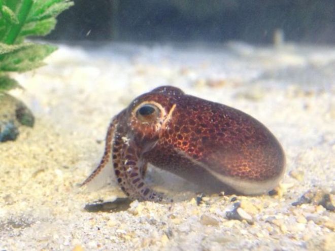 a Ryukyuan bobtail squid