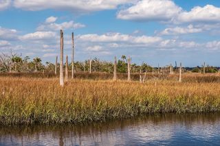 remains of dead trees in a salt marsh