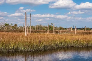 remains of dead trees in a salt marsh