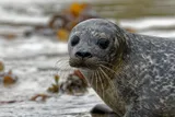 Grey speckled harbor seal