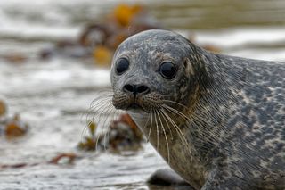 Grey speckled harbor seal
