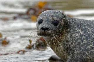 Grey speckled harbor seal