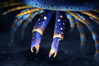 Illustration of Cambrian fossil, relevant to the origin of spiders