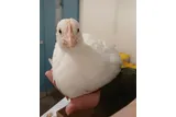 A baby chick resting calmly in a person’s hand, illustrating gentle human handling and positive animal welfare.