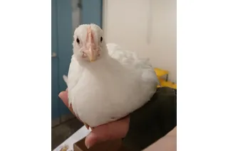 A baby chick resting calmly in a person’s hand, illustrating gentle human handling and positive animal welfare.