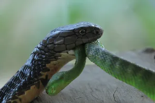 black cobra eating a green snake 