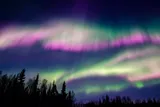 pink and green northern lights above a tree line 