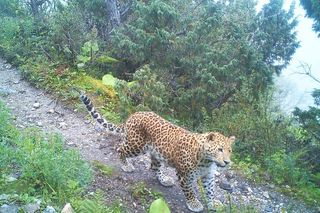 3 Apex Predators Snow Leopards Wolves And Leopards Coexist By 3-apex-predators-snow-leopards-wolves-and-leopards-coexist-by