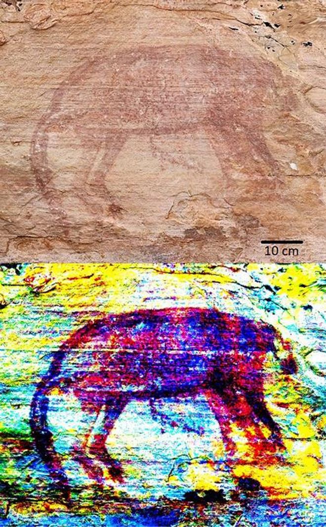 colorful image of a thylacine on stone 