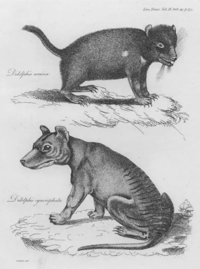Scientific drawing of a thylacine and a Tasmanian devil 